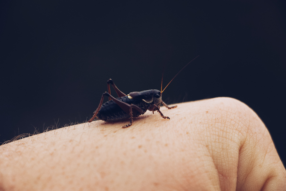 Como evitar que entre bicho em casa? 2 evitar que entre bicho em casa