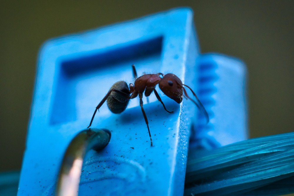 Como evitar que entre bicho em casa? 1 evitar inseto em casa